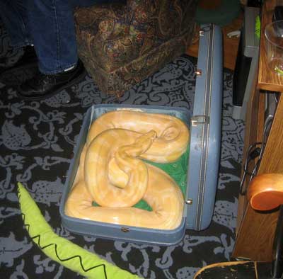 Snake in a suitcase!
